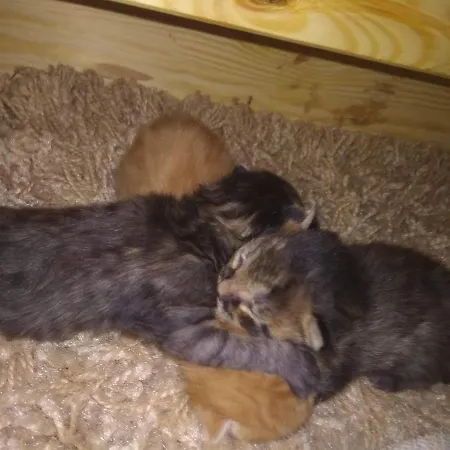 Chalupa U Lesa Na Polosamotě V Podkrkonoší Mostek